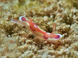 Mexichromis pusilla