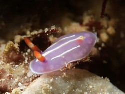Mexichromis trinlineata