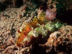 Miamira sinuata