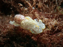 Micromelo barbarae