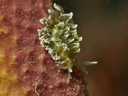 Mourgona sp. 4