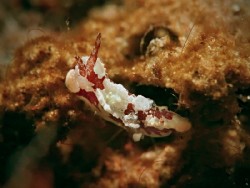 Murphodoris adusta