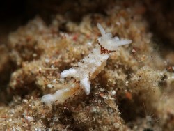 Murphydoris puncticulata