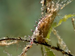 Myja longicornis