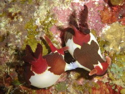 Nembrotha chamberlaini