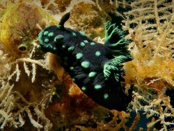 Nembrotha cristata