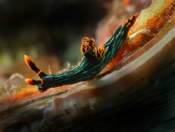 Nembrotha kubaryana