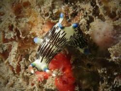 Nembrotha lineolata