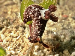 Nembrotha livingstonei