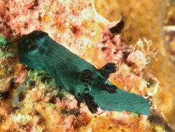 Nembrotha millerii