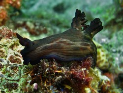 Nembrotha mullineri