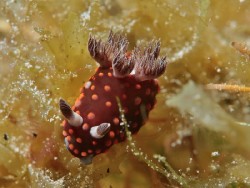 Nembrotha sp. 1