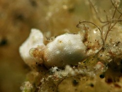 Niparaya sp.