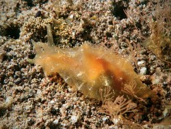 Notarchus indicus