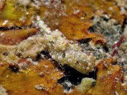 Odontoglaja guamensis