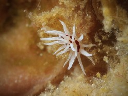 Okenia brunneomaculata