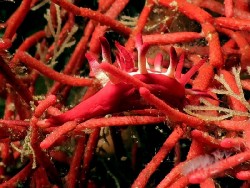 Okenia kondoi