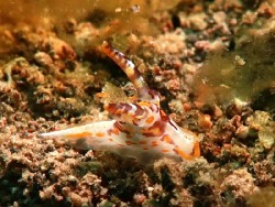 Okenia rhinorma