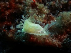 Okenia sp