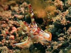 Okenia thinorma