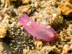 Phanerophthalmus anettae