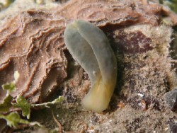 Phanerophthalmus luteus