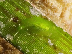 Phyllaplysia sp