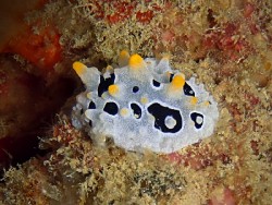 Phyllidia babai