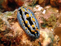Phyllidia coelestis