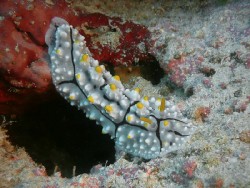 Phyllidia elegans