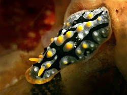Phyllidia exquisita3