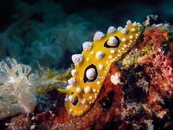Phyllidia ocellata (14)