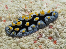 Phyllidia picta