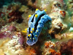 Phyllidia sp. 1