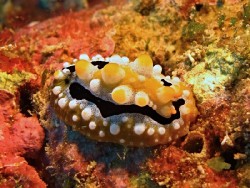 Phyllidia sp. 3
