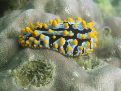 Phyllidia varicosa