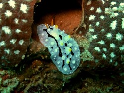 Phyllidia willani