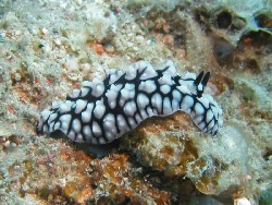 Phyllidiella cooraburrama