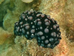 Phyllidiella nigra