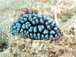 Phyllidiella pustulosa 
