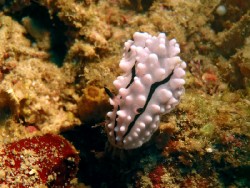 Phyllidiella rudmani