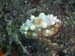 Phyllidiopsis cardinalis