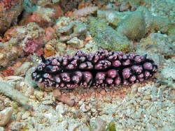 Phyllidiopsis fissurata