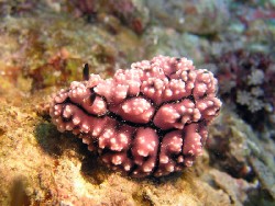 Phyllidiopsis krempfi