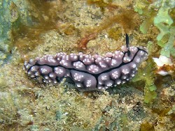 Phyllidiopsis pipeki
