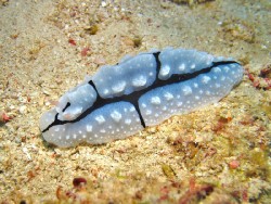 Phyllidiopsis shirennae)