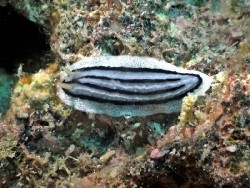 Phyllidiopsis xishaensis