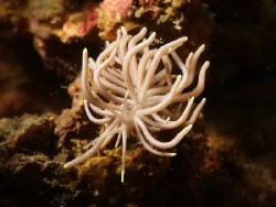 Phyllodesmium biareu