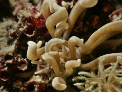 Phyllodesmium colemani