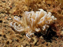 Phyllodesmium crypticum